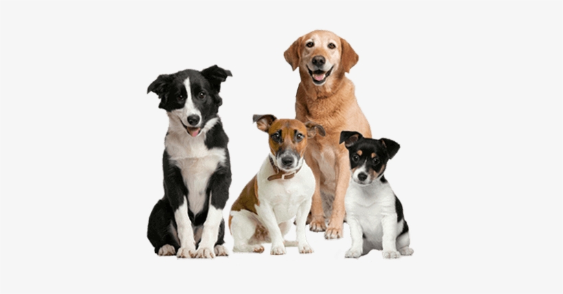 Should a Landlord Accept Tenants With Pets?