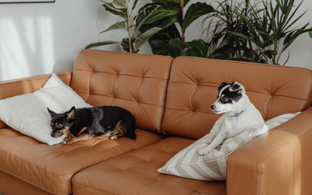 Can Landlords Refuse Pets? A Rental Pet Guide